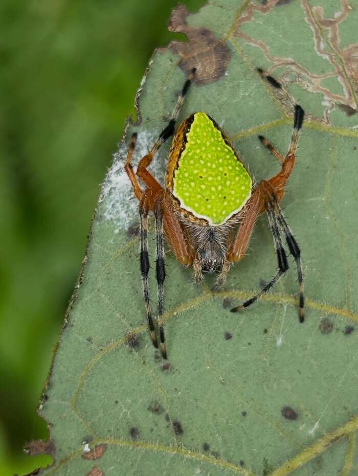 Eriophora nephiloides