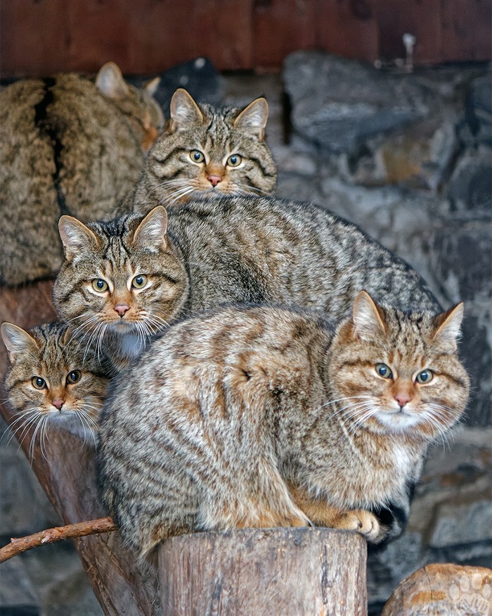 ������ ����