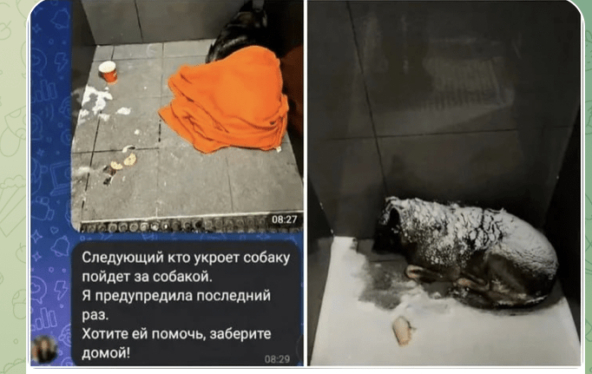 �������� �� ��-������� ZERGULIO