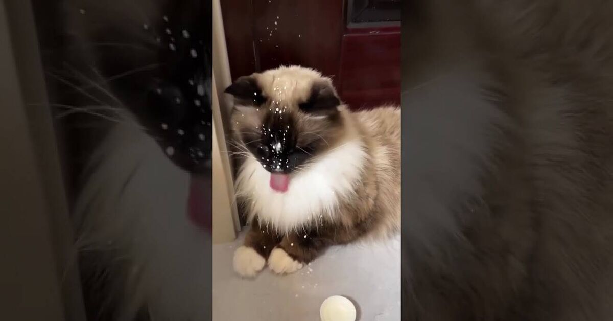 You're not yourself when you're hungry! - Youtube, Short videos, Humor, Animals, cat, Video