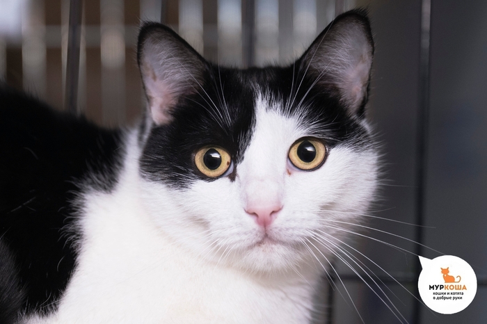 ����� �������, 6 ���, ��������.