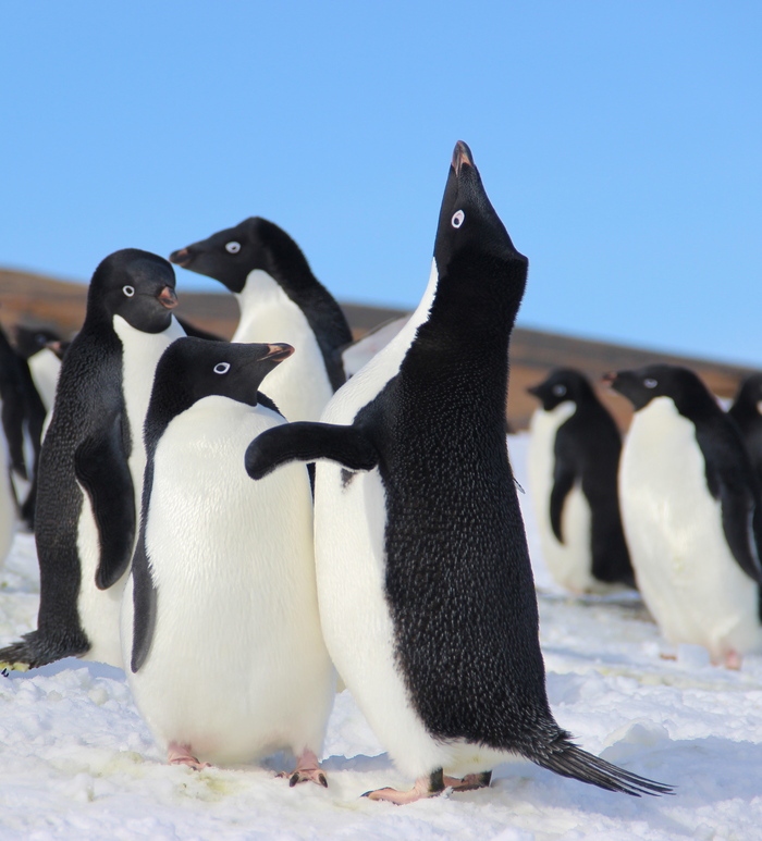 В преддверии 8 марта. Самец пингвина Адели выступает перед своей второй половиной. С цветами в Антарктиде проблема