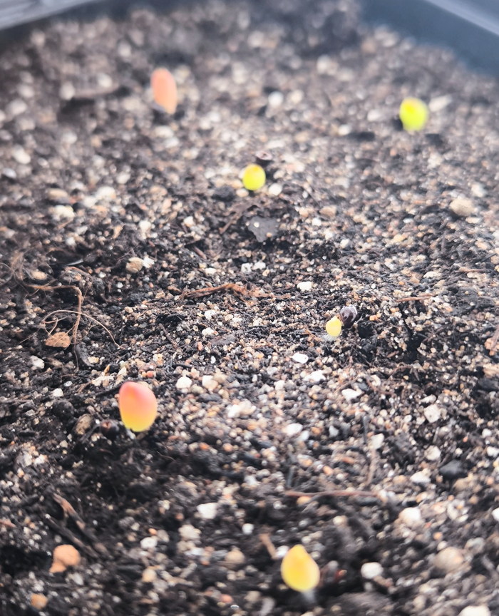 Знакомьтесь - Игорь Владимирович - и он - кактус. Даже не один 9