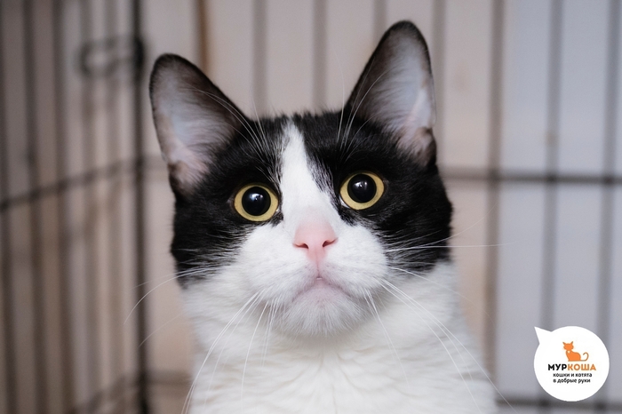 ��� �������, 1 ���, ������ �� �����.