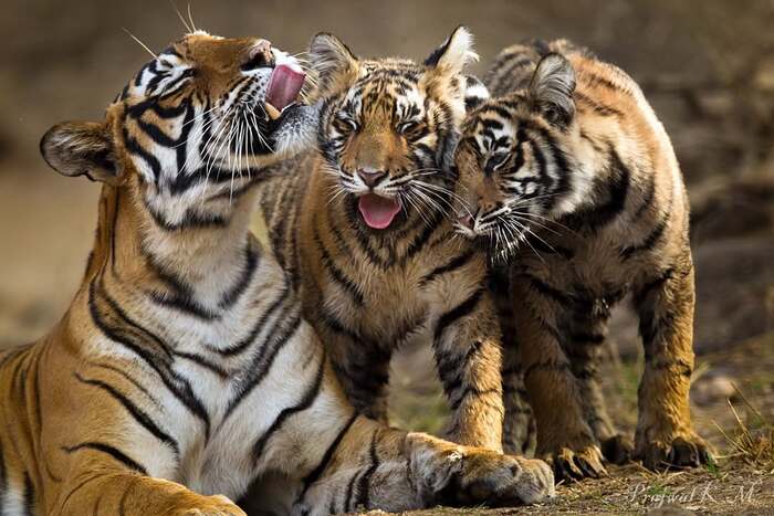 ���������� �������� �����