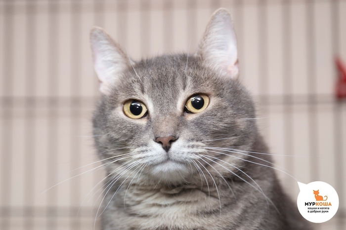 ��� �������, 6 ���, ��������.