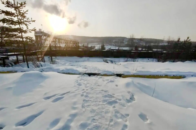 Стая бродячих собак загрызла мужчину в Нерюнгринском районе