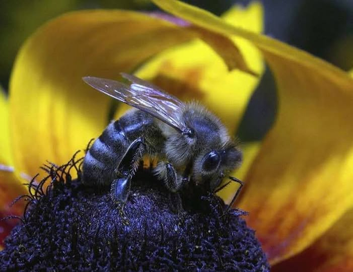 ����� ������� ��������� ����� ��� �������: ����������� � ������.