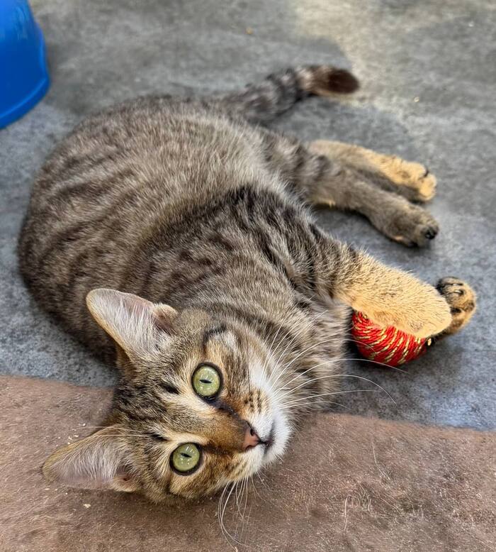 �������������� ������ ���� ���. �. �������