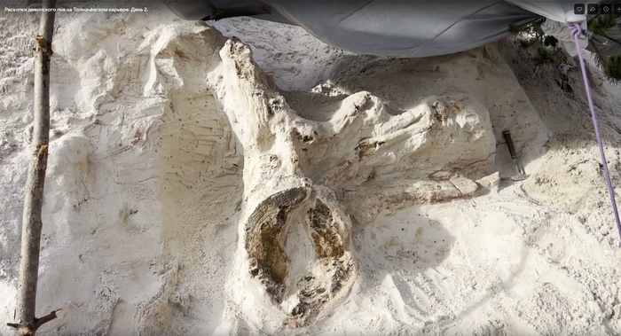 ��������� �������. �������� ����� �� ������ � �� ������������������� ����� ����ӻ, <!--noindex--><a href="https://pikabu.ru/story/devonskiy_protopen_v_lenoblasti_13767410?u=https%3A%2F%2Fvk.com%2Fnhm_spbu&t=https%3A%2F%2Fvk.com%2Fnhm_spbu&h=cdb4bf0a880ef8a2f4e8e3f280686568a96d5142" title="https://vk.com/nhm_spbu" target="_blank" rel="nofollow noopener">https://vk.com/nhm_spbu</a><!--/noindex-->.