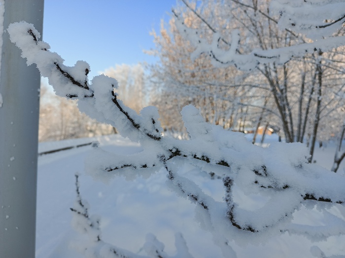 Деревья у реки покрылись сантиметровым пушистым инием.