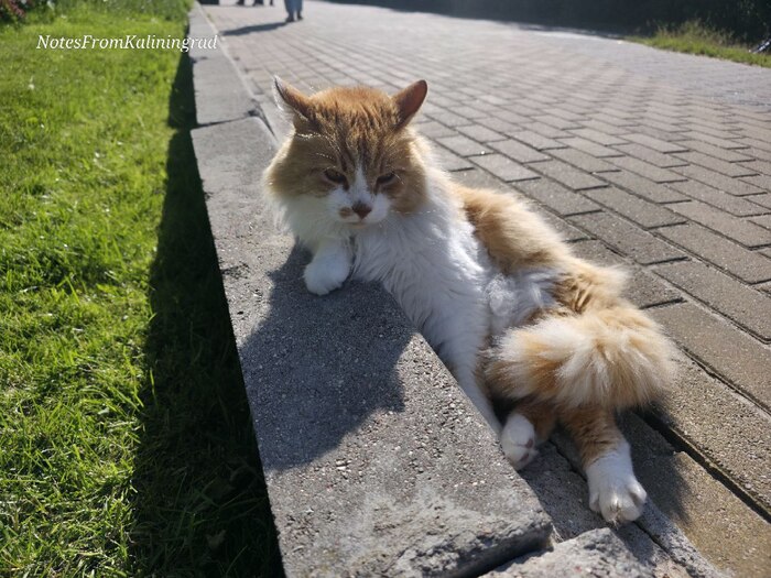 ����������� - ������