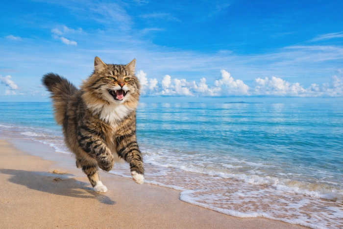 ������� ��� ��� ������� �� ����