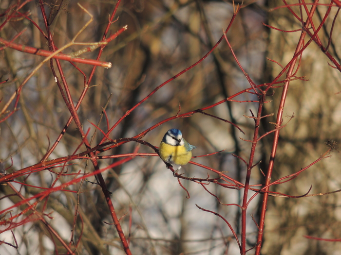 ������ �����������