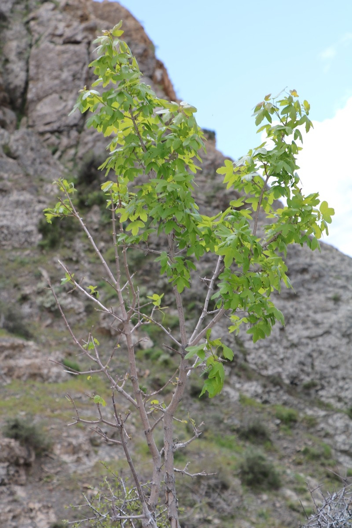Acer ibericum на склоне горы.