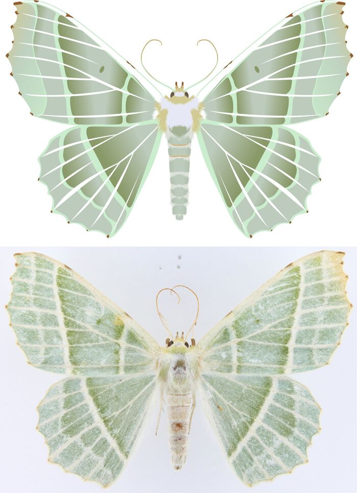 Geometra albovenaria - c���� � �������