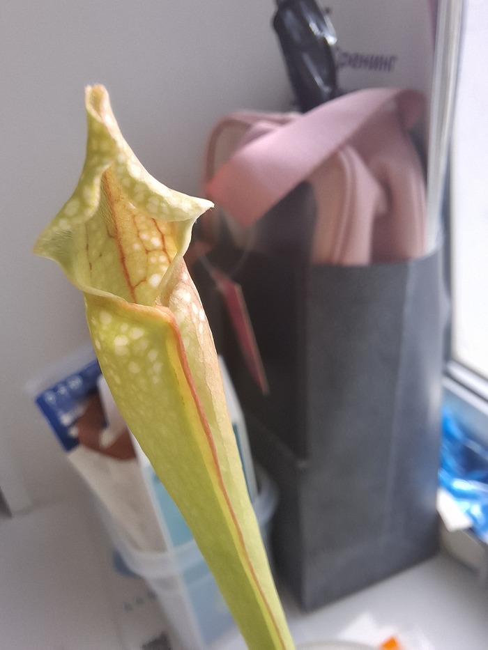 N1 ������ �������