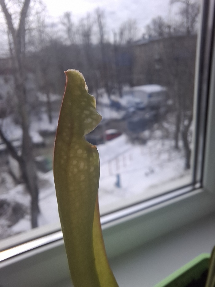 N1 ������, ������ �������