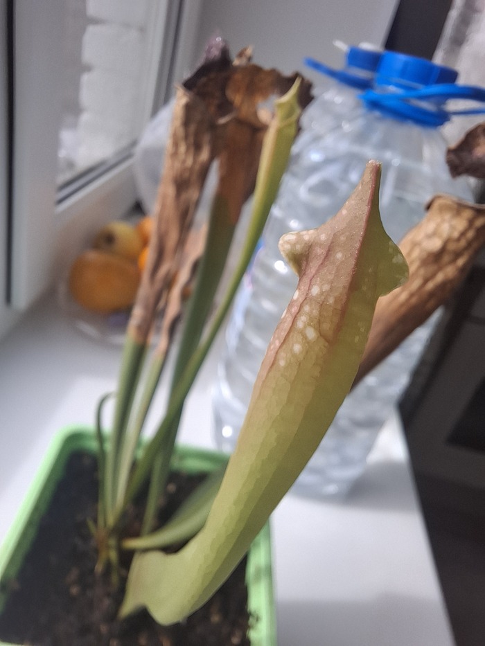 ���������� ����� n1, ����� �������