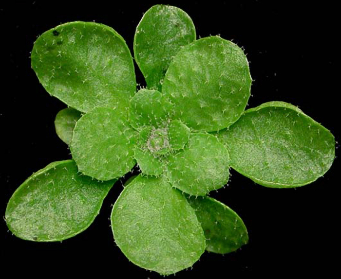 Arabidopsis thaliana.