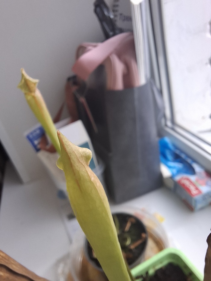 ������ ��������