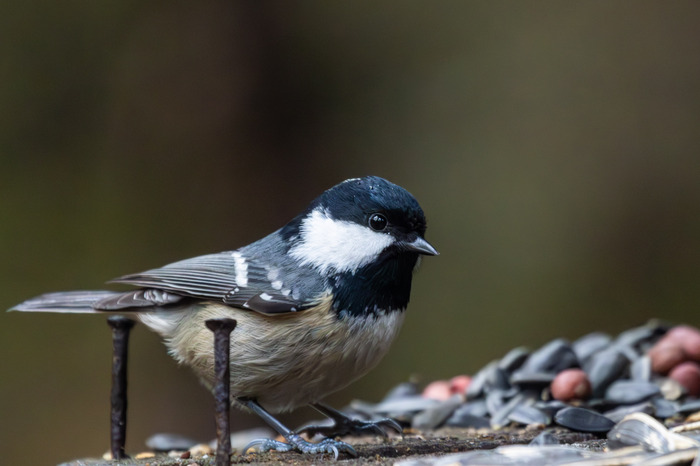 ��������