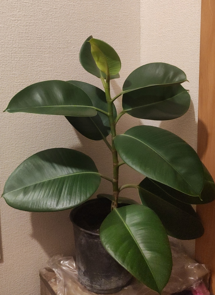 ����� �������