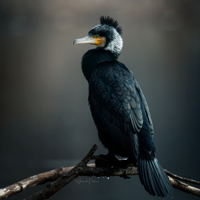 <a href="https://pikabu.ru/story/bolshoy_baklan_13765508?u=https%3A%2F%2Fru.wikipedia.org%2Fwiki%2F%25D0%2591%25D0%25BE%25D0%25BB%25D1%258C%25D1%2588%25D0%25BE%25D0%25B9_%25D0%25B1%25D0%25B0%25D0%25BA%25D0%25BB%25D0%25B0%25D0%25BD&t=%D0%91%D0%BE%D0%BB%D1%8C%D1%88%D0%BE%D0%B9%20%D0%B1%D0%B0%D0%BA%D0%BB%D0%B0%D0%BD&h=2accb9609c5ec41dd7c1a18224c1eaeb98ee5df6" title="https://ru.wikipedia.org/wiki/%D0%91%D0%BE%D0%BB%D1%8C%D1%88%D0%BE%D0%B9_%D0%B1%D0%B0%D0%BA%D0%BB%D0..." target="_blank" rel="nofollow noopener">������� ������</a>. ����: ��������� �������� <a href="https://pikabu.ru/story/bolshoy_baklan_13765508?u=https%3A%2F%2Frtraveler.ru%2Fphoto%2F1481797%2F%3Feditorial_photos%3D1&t=%D0%BE%D1%82%D1%81%D1%8E%D0%B4%D0%B0&h=bc3a29a57732fd03c406c9c0672ce65dbb005016" title="https://rtraveler.ru/photo/1481797/?editorial_photos=1" target="_blank" rel="nofollow noopener">������</a>