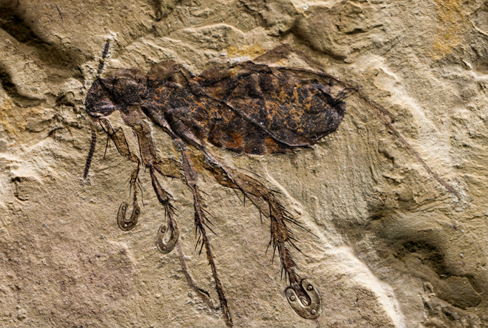 Фото с электронного микроскопа.