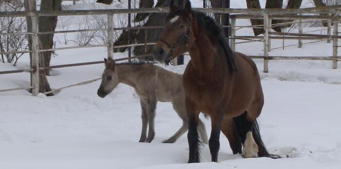 ����: ���� ���