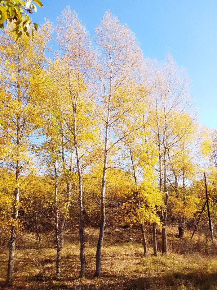 ������ ����������. ���