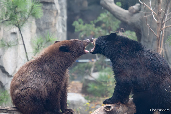 ������ ����� ������ ����������, ��� ��� ��������, � �� �������.