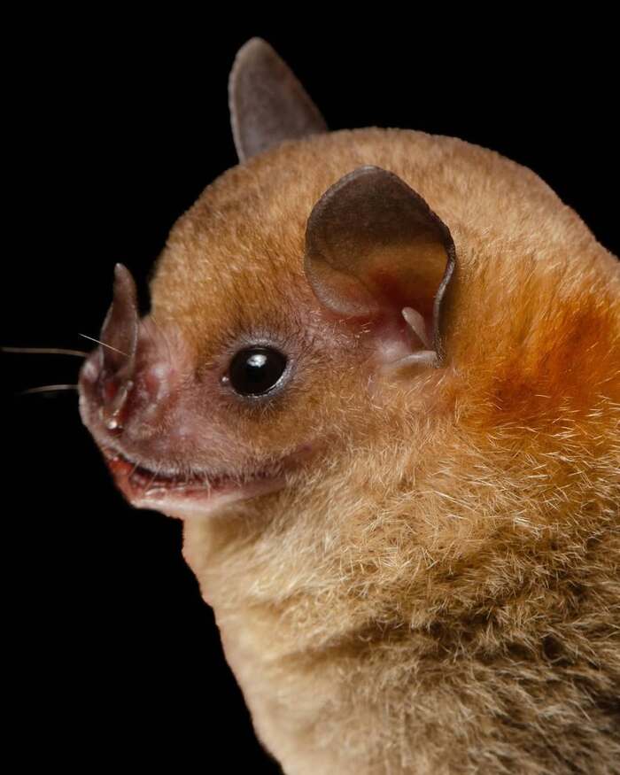 ��������� ���������������� ����������� ��������