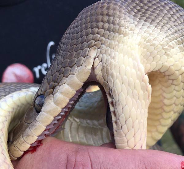 Зубы у питона тоже есть. Они не ядовиты и "вылезают" только в момент укуса, как у Беззубика.