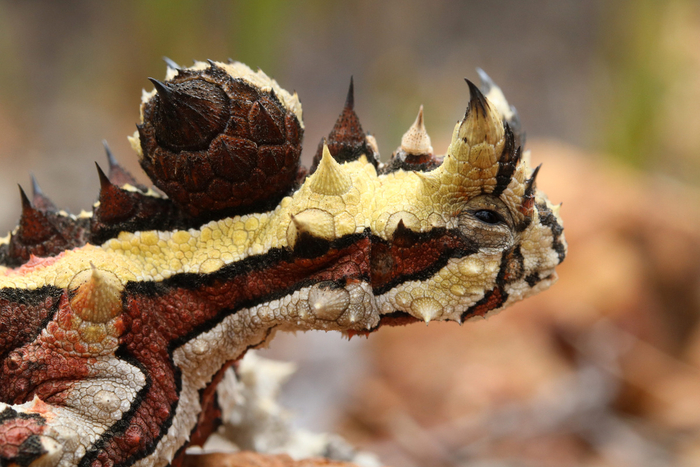 ������ ������ �������.