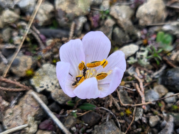 ����, ���������� ������. ���� �. ����������.