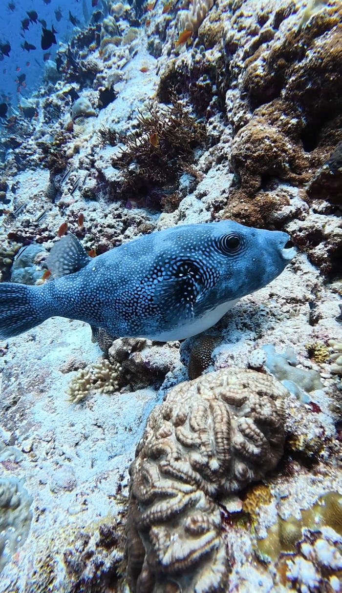 ���� �� ��������� pufferfish, ������ �� ���� ����. � ����� ��� � ����. ���, ��� �� ���������