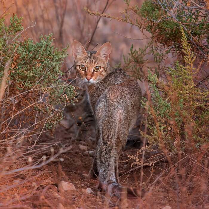 ���� �� ��������