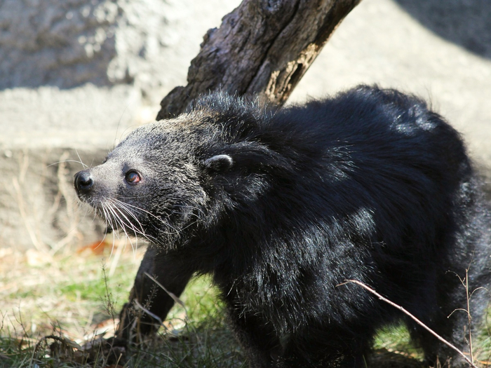 Бинтуронг отделился в настолько далёком прошлом, что уже успел обзавестись родтсвенниками.