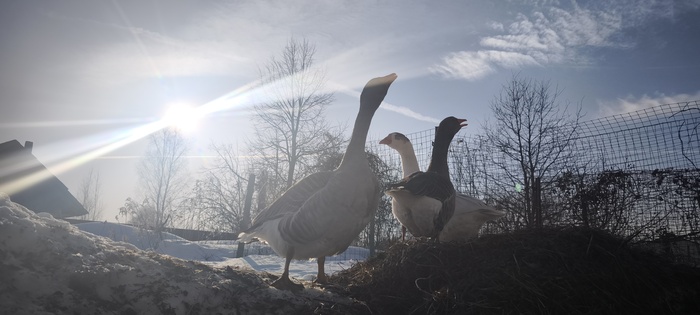 ������� ������