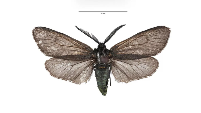 � ���� : �����-������ ���. ������� ������� ������. �������� ����