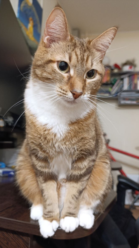 ��� ������, �����, ������������.