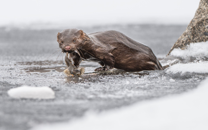 <a href="https://pikabu.ru/story/moya_prelest_13774950?u=https%3A%2F%2Fru.wikipedia.org%2Fwiki%2F%25D0%2595%25D0%25B2%25D1%2580%25D0%25BE%25D0%25BF%25D0%25B5%25D0%25B9%25D1%2581%25D0%25BA%25D0%25B0%25D1%258F_%25D0%25BD%25D0%25BE%25D1%2580%25D0%25BA%25D0%25B0&t=%D0%9D%D0%BE%D1%80%D0%BA%D0%B0&h=a7debbec483eaba0b7005a35cfba3d7fdc1c16b6" title="https://ru.wikipedia.org/wiki/%D0%95%D0%B2%D1%80%D0%BE%D0%BF%D0%B5%D0%B9%D1%81%D0%BA%D0%B0%D1%8F_%D0..." target="_blank" rel="nofollow noopener">�����</a> � <a href="https://pikabu.ru/story/moya_prelest_13774950?u=https%3A%2F%2Fru.wikipedia.org%2Fwiki%2F%25D0%25A0%25D0%25BE%25D1%2582%25D0%25B0%25D0%25BD&t=%D1%80%D0%BE%D1%82%D0%B0%D0%BD&h=2467c65b5c5bf08d00182dca78e6f4020296509b" title="https://ru.wikipedia.org/wiki/%D0%A0%D0%BE%D1%82%D0%B0%D0%BD" target="_blank" rel="nofollow noopener">�����</a>. ����: �������� ����� <a href="https://pikabu.ru/story/moya_prelest_13774950?u=https%3A%2F%2Frtraveler.ru%2Fphoto%2F1481874%2F%3Feditorial_photos%3D1&t=%D0%BE%D1%82%D1%81%D1%8E%D0%B4%D0%B0&h=bb2786d227d9622a76715b7c2522eb12ba67c3b9" title="https://rtraveler.ru/photo/1481874/?editorial_photos=1" target="_blank" rel="nofollow noopener">������</a>