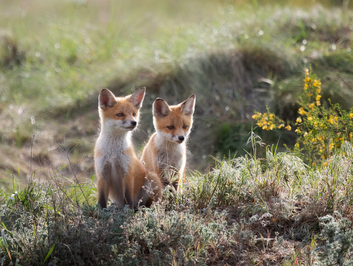 �������� �����������