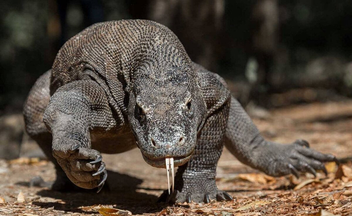 ��� ���� - ����, ��� ����� - �����, ��� ������... ����... ������, ���������� �����...