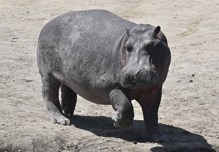 ������ +size.