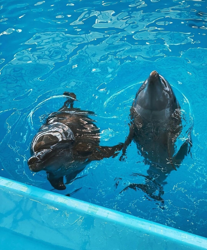 #mixturgo #���������� #���������������������