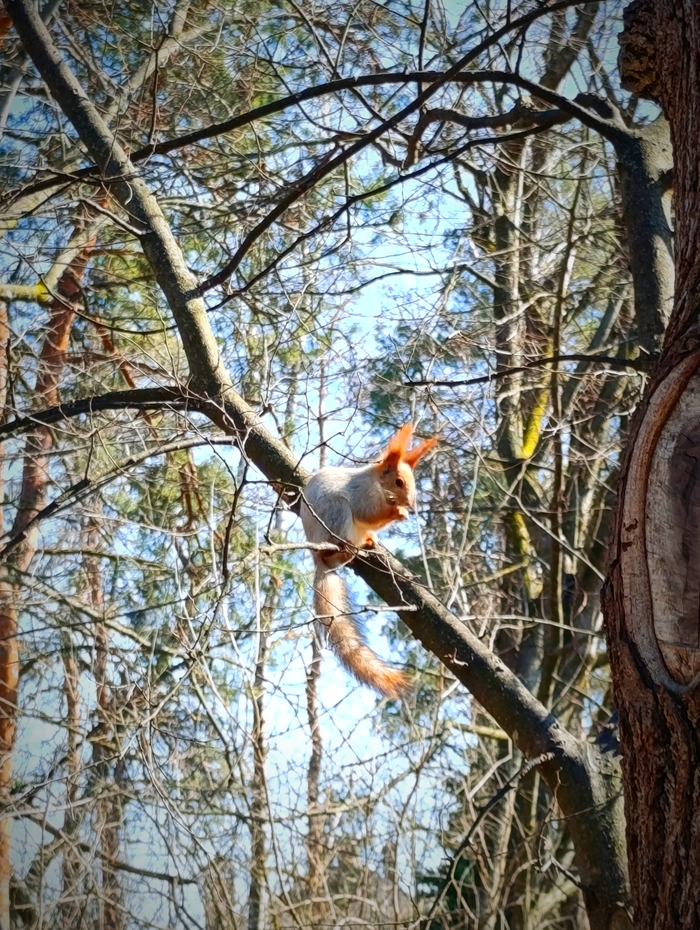 Белочка сегодня. 12.03.26