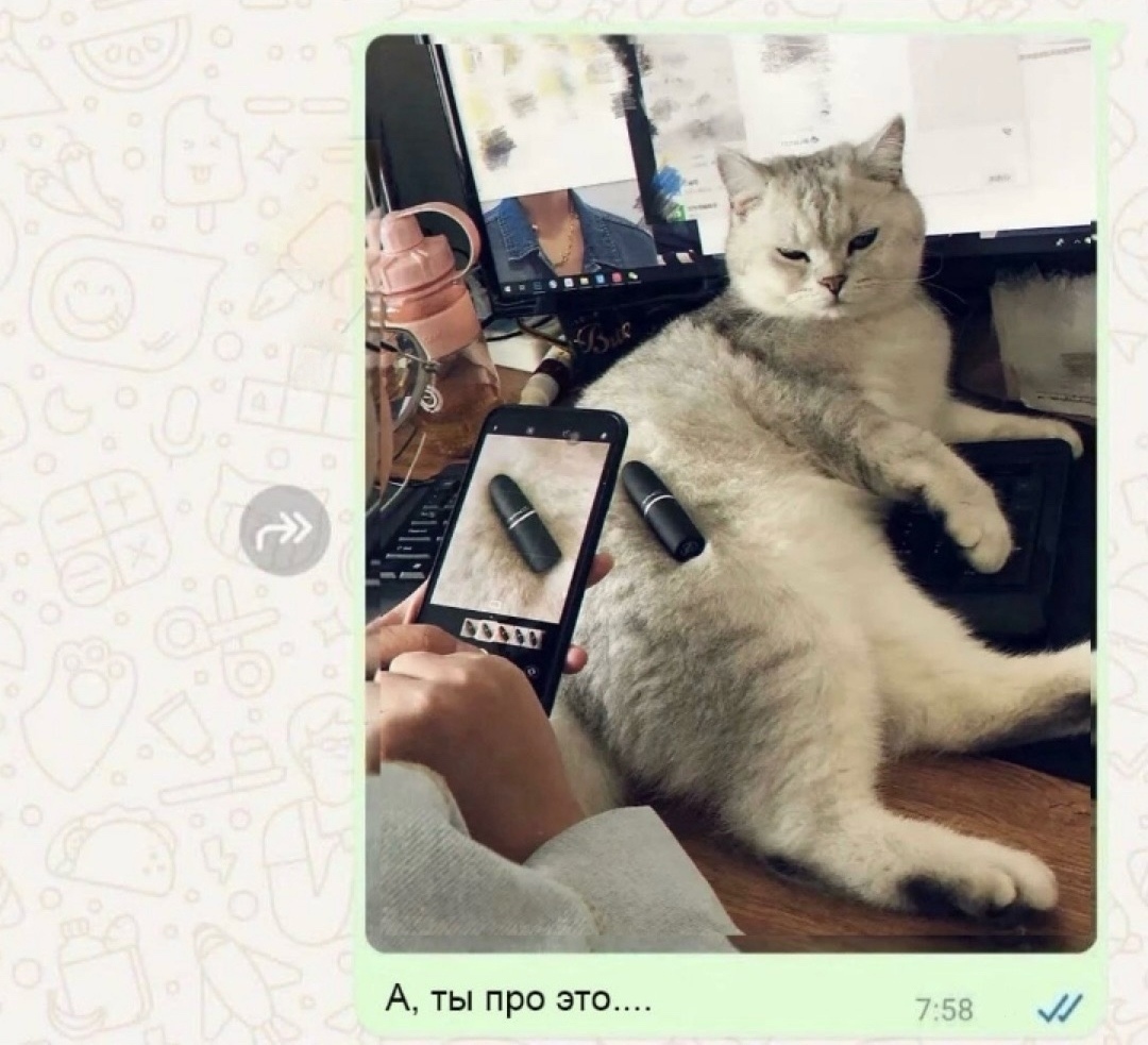 Котейка - Юмор, Кот, Милота, Переписка, Скриншот, Whatsapp, Длиннопост, Лайфхак, Повтор, Коврик