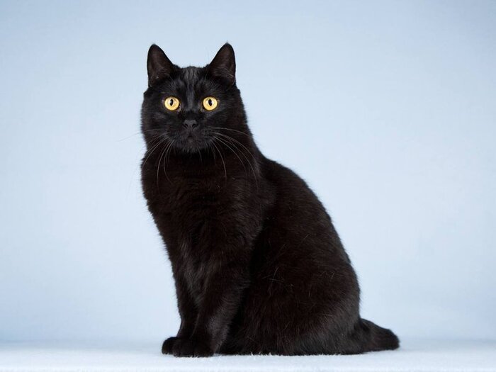 ����� �������� ���� ������ ������. ������